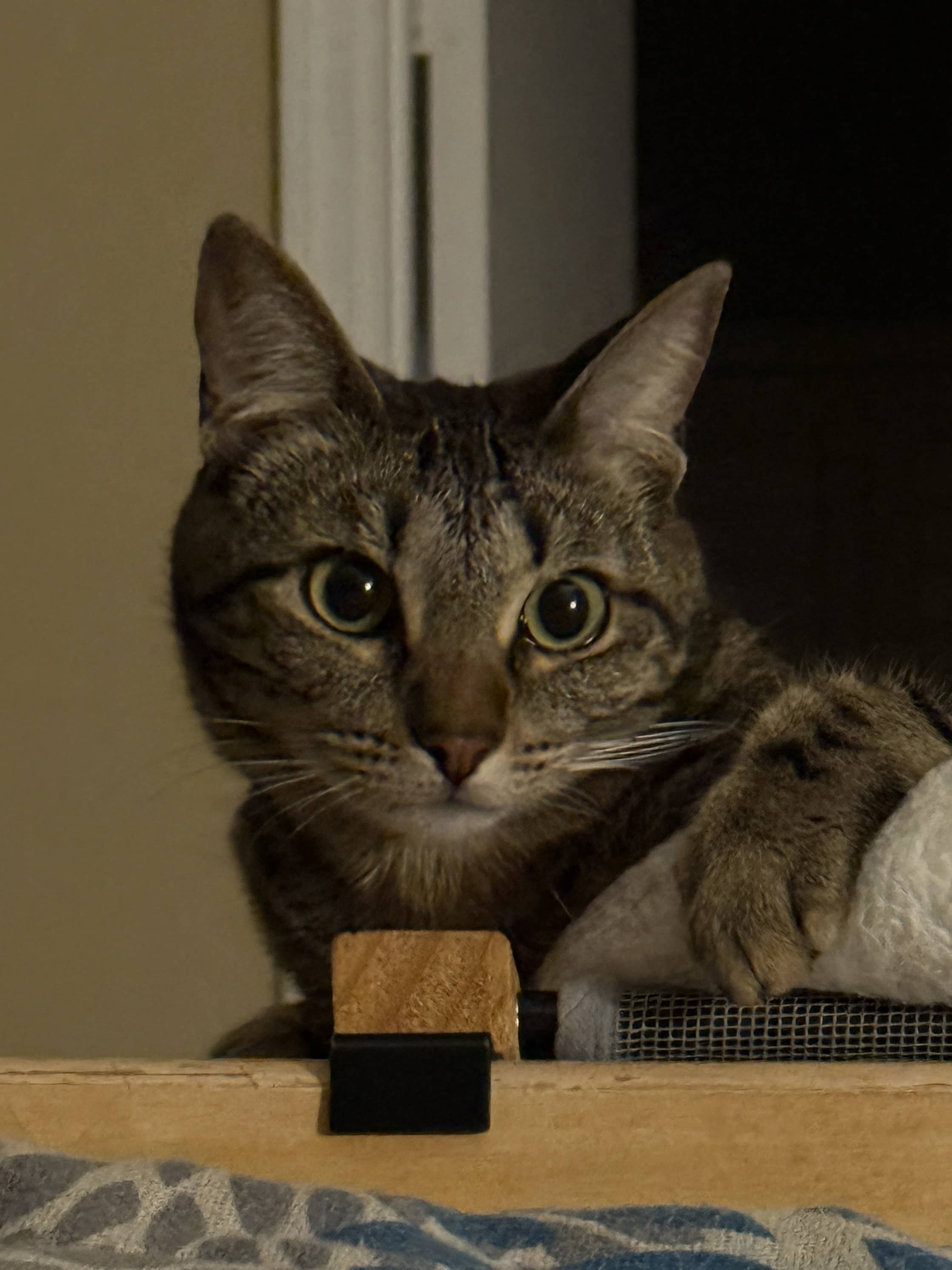 kittyyyy
